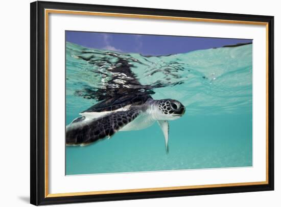 Juvenile Green Sea Turtle (Chelonia Mydas)-Stephen Frink-Framed Photographic Print