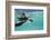 Juvenile Green Sea Turtle (Chelonia Mydas)-Stephen Frink-Framed Photographic Print