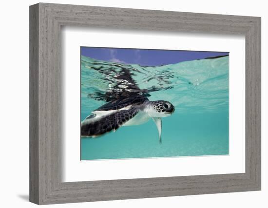 Juvenile Green Sea Turtle (Chelonia Mydas)-Stephen Frink-Framed Photographic Print