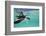 Juvenile Green Sea Turtle (Chelonia Mydas)-Stephen Frink-Framed Photographic Print