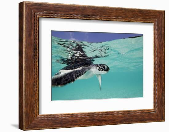 Juvenile Green Sea Turtle (Chelonia Mydas)-Stephen Frink-Framed Photographic Print