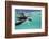 Juvenile Green Sea Turtle (Chelonia Mydas)-Stephen Frink-Framed Photographic Print