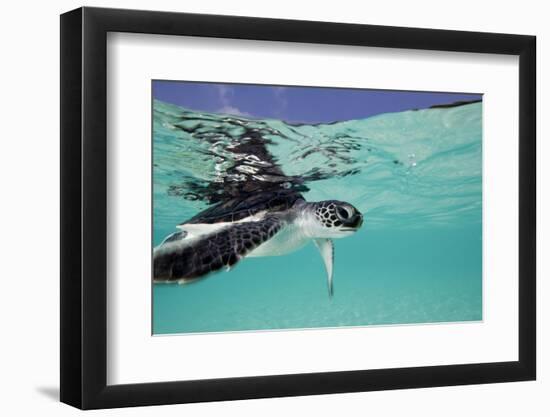 Juvenile Green Sea Turtle (Chelonia Mydas)-Stephen Frink-Framed Photographic Print