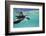 Juvenile Green Sea Turtle (Chelonia Mydas)-Stephen Frink-Framed Photographic Print