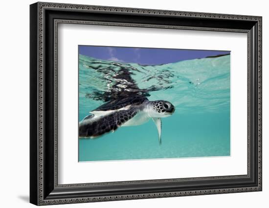 Juvenile Green Sea Turtle (Chelonia Mydas)-Stephen Frink-Framed Photographic Print