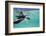 Juvenile Green Sea Turtle (Chelonia Mydas)-Stephen Frink-Framed Photographic Print