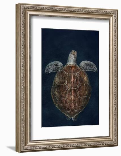 Juvenile Green Turtle (Chelonia Mydas) Armenime Cove, South Tenerife, Canary Island, Atlantic Ocean-Jordi Chias-Framed Photographic Print