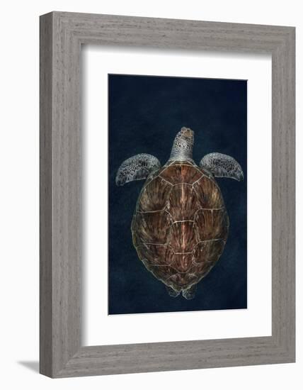 Juvenile Green Turtle (Chelonia Mydas) Armenime Cove, South Tenerife, Canary Island, Atlantic Ocean-Jordi Chias-Framed Photographic Print