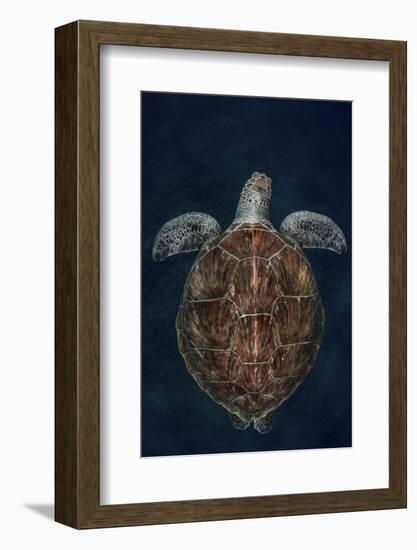 Juvenile Green Turtle (Chelonia Mydas) Armenime Cove, South Tenerife, Canary Island, Atlantic Ocean-Jordi Chias-Framed Photographic Print