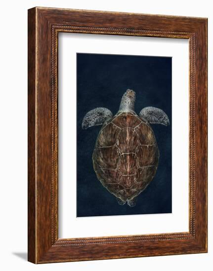 Juvenile Green Turtle (Chelonia Mydas) Armenime Cove, South Tenerife, Canary Island, Atlantic Ocean-Jordi Chias-Framed Photographic Print