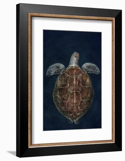 Juvenile Green Turtle (Chelonia Mydas) Armenime Cove, South Tenerife, Canary Island, Atlantic Ocean-Jordi Chias-Framed Photographic Print