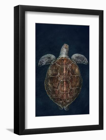 Juvenile Green Turtle (Chelonia Mydas) Armenime Cove, South Tenerife, Canary Island, Atlantic Ocean-Jordi Chias-Framed Photographic Print