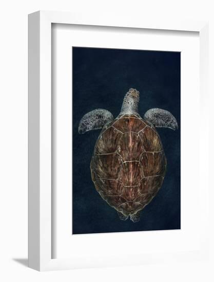 Juvenile Green Turtle (Chelonia Mydas) Armenime Cove, South Tenerife, Canary Island, Atlantic Ocean-Jordi Chias-Framed Photographic Print