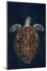 Juvenile Green Turtle (Chelonia Mydas) Armenime Cove, South Tenerife, Canary Island, Atlantic Ocean-Jordi Chias-Mounted Photographic Print