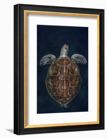 Juvenile Green Turtle (Chelonia Mydas) Armenime Cove, South Tenerife, Canary Island, Atlantic Ocean-Jordi Chias-Framed Photographic Print