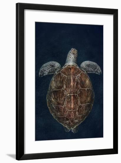 Juvenile Green Turtle (Chelonia Mydas) Armenime Cove, South Tenerife, Canary Island, Atlantic Ocean-Jordi Chias-Framed Photographic Print