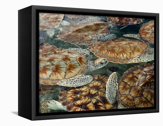 Juvenile Green Turtles in Captivity-Stephen Frink-Framed Premier Image Canvas