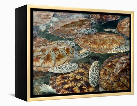 Juvenile Green Turtles in Captivity-Stephen Frink-Framed Premier Image Canvas