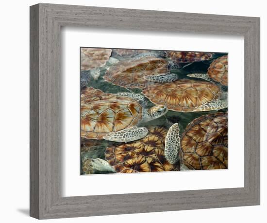 Juvenile Green Turtles in Captivity-Stephen Frink-Framed Photographic Print