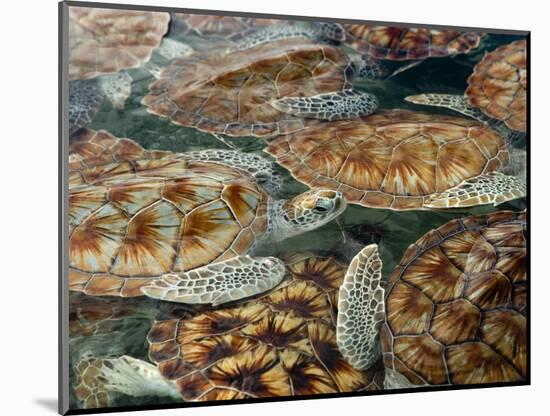 Juvenile Green Turtles in Captivity-Stephen Frink-Mounted Photographic Print