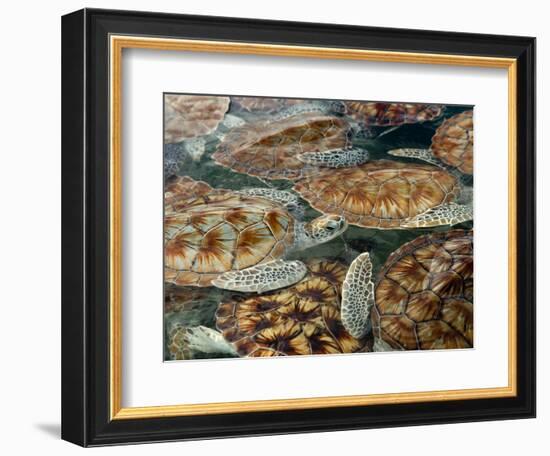 Juvenile Green Turtles in Captivity-Stephen Frink-Framed Photographic Print