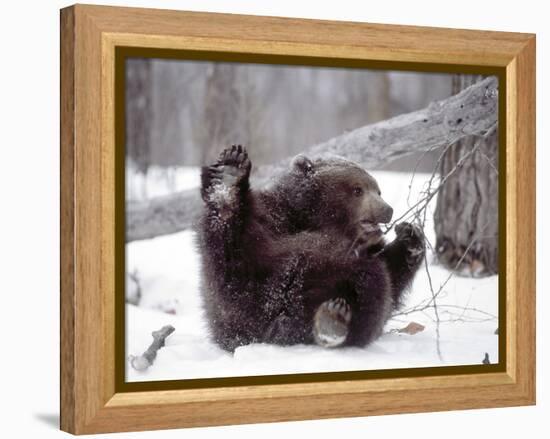 Juvenile Grizzly Plays with Tree Branch in Winter, Alaska, USA-Jim Zuckerman-Framed Premier Image Canvas