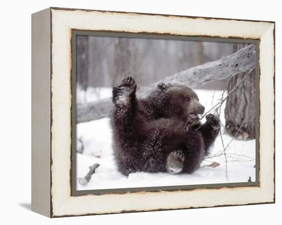 Juvenile Grizzly Plays with Tree Branch in Winter, Alaska, USA-Jim Zuckerman-Framed Premier Image Canvas