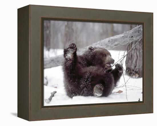 Juvenile Grizzly Plays with Tree Branch in Winter, Alaska, USA-Jim Zuckerman-Framed Premier Image Canvas