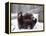 Juvenile Grizzly Plays with Tree Branch in Winter, Alaska, USA-Jim Zuckerman-Framed Premier Image Canvas