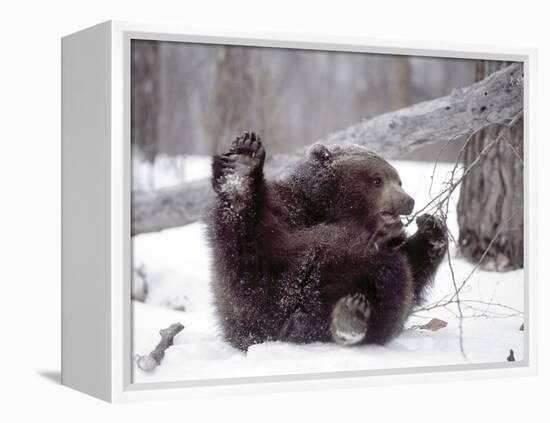 Juvenile Grizzly Plays with Tree Branch in Winter, Alaska, USA-Jim Zuckerman-Framed Premier Image Canvas