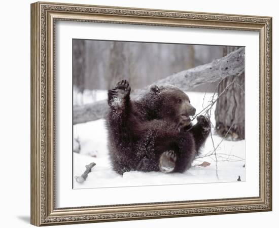 Juvenile Grizzly Plays with Tree Branch in Winter, Alaska, USA-Jim Zuckerman-Framed Photographic Print