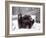 Juvenile Grizzly Plays with Tree Branch in Winter, Alaska, USA-Jim Zuckerman-Framed Photographic Print