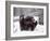 Juvenile Grizzly Plays with Tree Branch in Winter, Alaska, USA-Jim Zuckerman-Framed Photographic Print