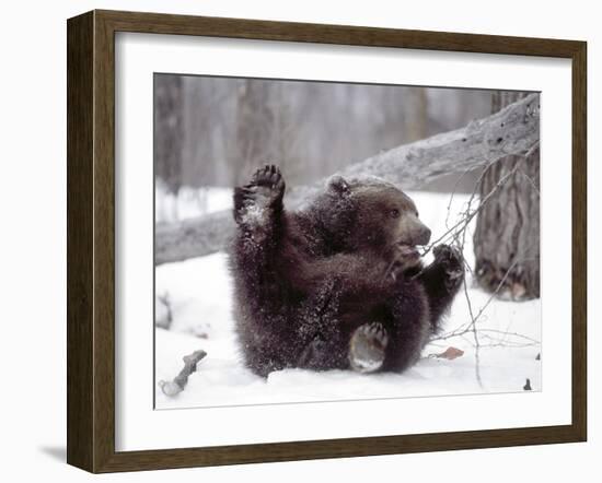 Juvenile Grizzly Plays with Tree Branch in Winter, Alaska, USA-Jim Zuckerman-Framed Photographic Print