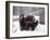 Juvenile Grizzly Plays with Tree Branch in Winter, Alaska, USA-Jim Zuckerman-Framed Photographic Print