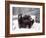 Juvenile Grizzly Plays with Tree Branch in Winter, Alaska, USA-Jim Zuckerman-Framed Photographic Print