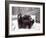 Juvenile Grizzly Plays with Tree Branch in Winter, Alaska, USA-Jim Zuckerman-Framed Photographic Print