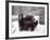 Juvenile Grizzly Plays with Tree Branch in Winter, Alaska, USA-Jim Zuckerman-Framed Photographic Print