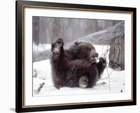 Juvenile Grizzly Plays with Tree Branch in Winter, Alaska, USA-Jim Zuckerman-Framed Photographic Print