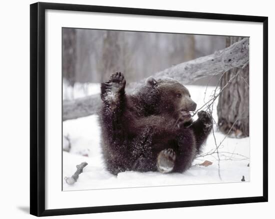 Juvenile Grizzly Plays with Tree Branch in Winter, Alaska, USA-Jim Zuckerman-Framed Photographic Print