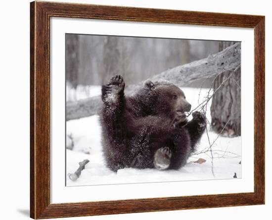 Juvenile Grizzly Plays with Tree Branch in Winter, Alaska, USA-Jim Zuckerman-Framed Photographic Print