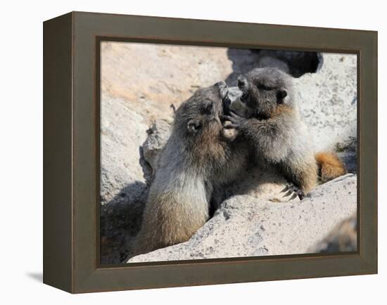 Juvenile Hoary Marmots Wrestling-randimal-Framed Premier Image Canvas