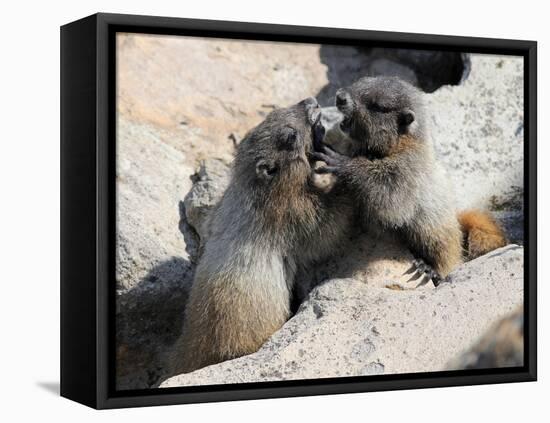 Juvenile Hoary Marmots Wrestling-randimal-Framed Premier Image Canvas