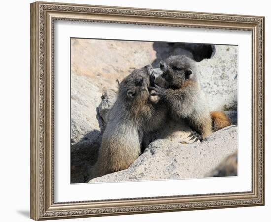 Juvenile Hoary Marmots Wrestling-randimal-Framed Photographic Print