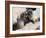 Juvenile Hoary Marmots Wrestling-randimal-Framed Photographic Print