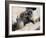 Juvenile Hoary Marmots Wrestling-randimal-Framed Photographic Print