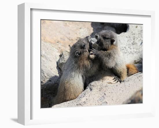 Juvenile Hoary Marmots Wrestling-randimal-Framed Photographic Print