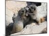 Juvenile Hoary Marmots Wrestling-randimal-Mounted Photographic Print