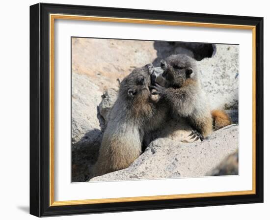 Juvenile Hoary Marmots Wrestling-randimal-Framed Photographic Print