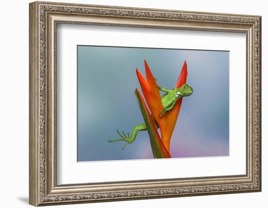 Juvenile Iguana lounging in red bromeliad, Florida-Adam Jones-Framed Photographic Print